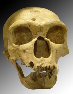 Homo_sapiens_neanderthalensis (Luna04)